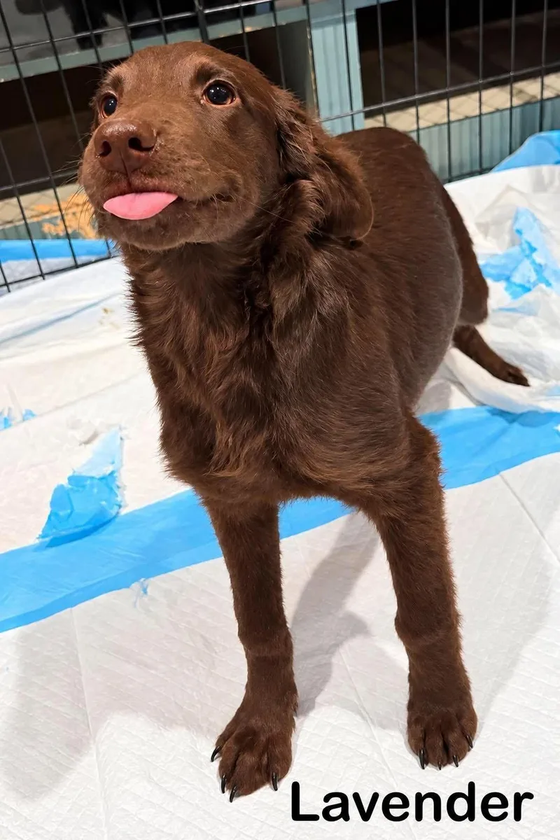 A baby medium-sized female Labrador Retriever dog named Lavender for adoption in New Baltimore, MI