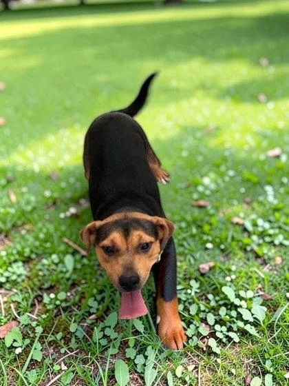 An adult medium-sized female Mixed Breed dog named Fiona for adoption in Sullivan, IN