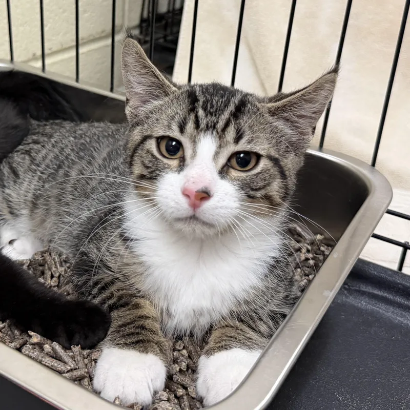 A baby medium-sized male Tabby (Brown / Chocolate) Domestic Short Hair cat named Roger for adoption in Wantagh, NY