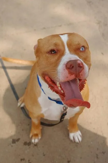 An adult large-sized male Mixed Breed dog named Rosco for adoption in West Chester, PA