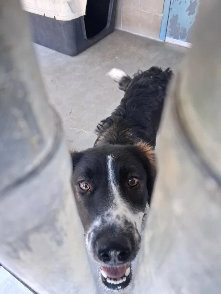 A young large-sized female Collie dog named Mindy for adoption in Brownwood, TX
