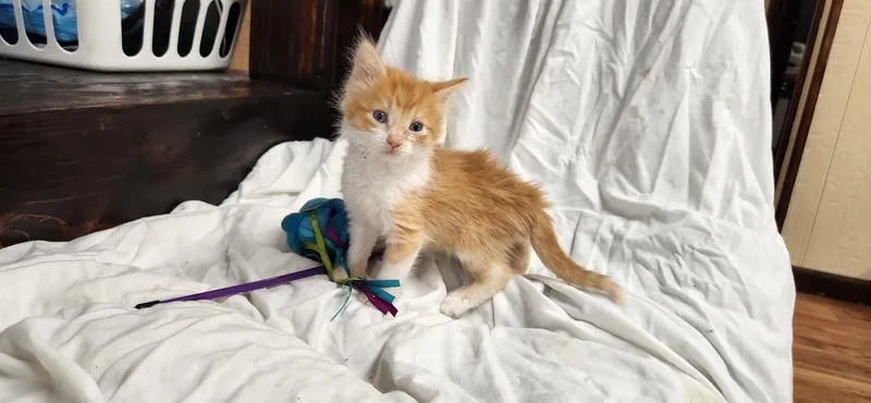 A baby small-sized female Domestic Long Hair cat named Betty for adoption in Kirksville, MO