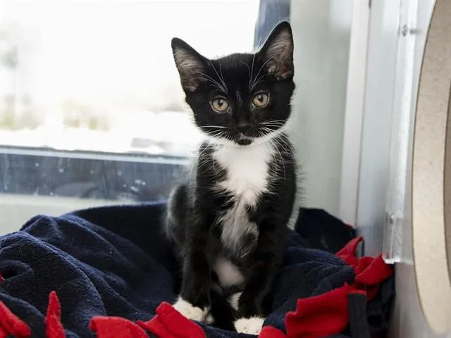A baby small-sized male Domestic Short Hair cat named Liam for adoption in Phoenix, AZ