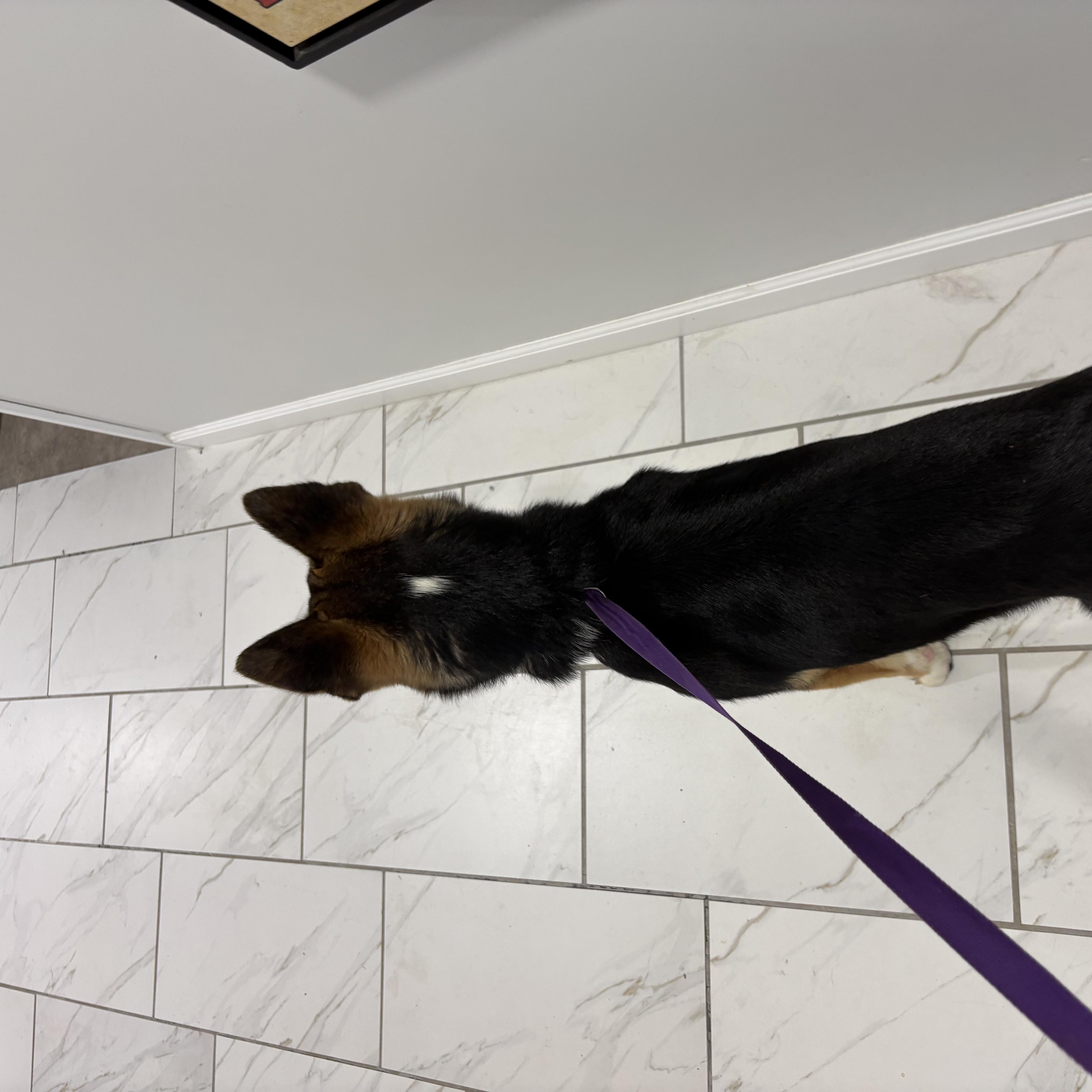 A young large-sized male Tricolor (Brown, Black, & White) German Shepherd Dog dog named Diesel for adoption in Grant, NE