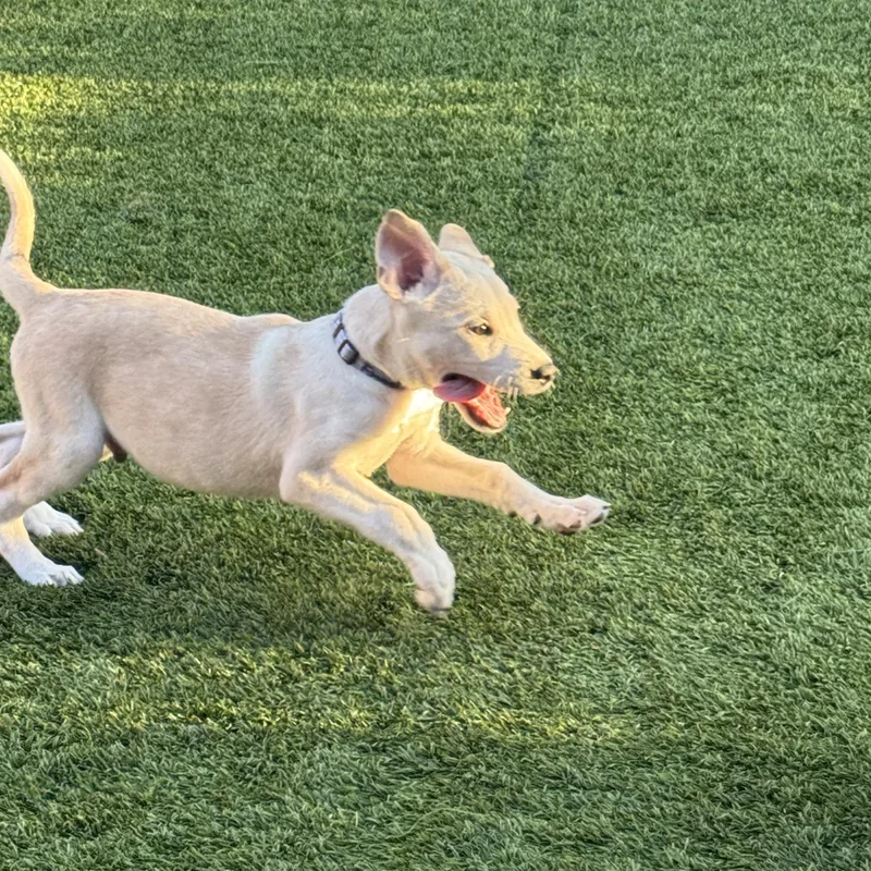 A baby medium-sized male Labrador Retriever dog named Franky for adoption in San Antonio, TX