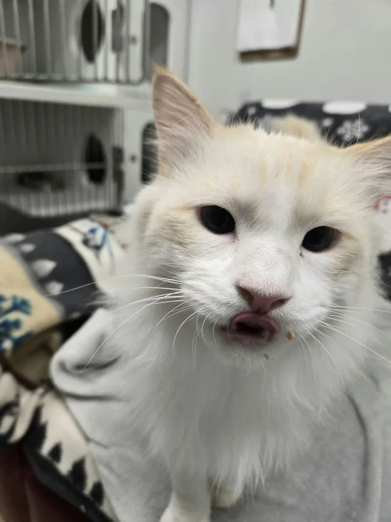 An adult medium-sized male Buff / Tan / Fawn Domestic Long Hair cat named Izzy for adoption in Roslyn, WA