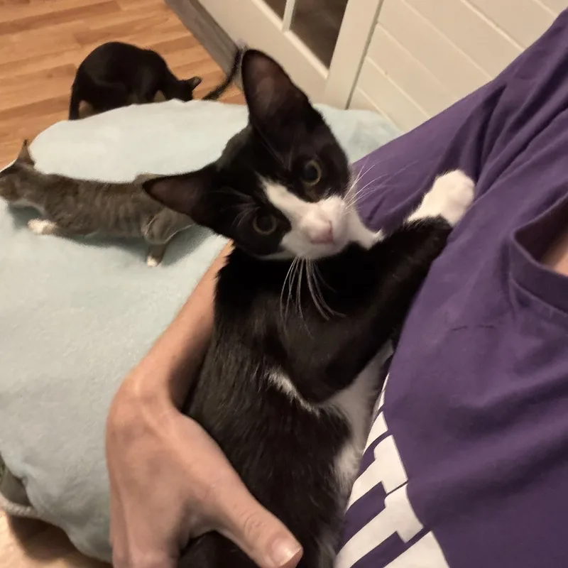 A young medium-sized male Black & White / Tuxedo Domestic Short Hair cat named Pike  Goofy Chatterbox for adoption in Plano, TX