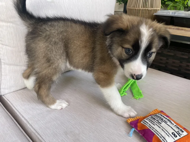 A baby medium-sized male Brown / Chocolate Australian Shepherd dog named Rocket for adoption in Fort Collins, CO