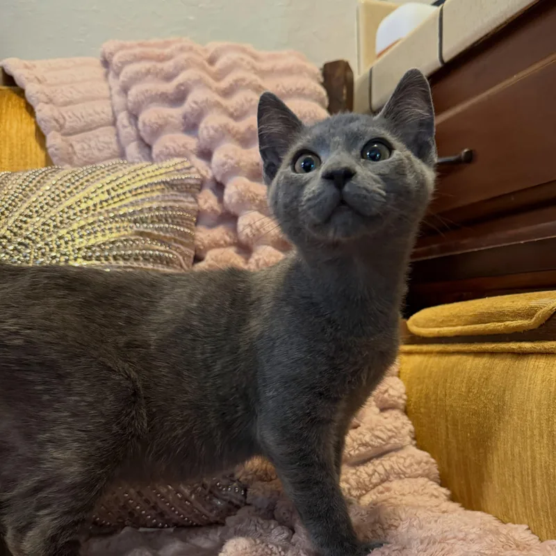 A baby medium-sized male Gray / Blue / Silver Domestic Short Hair cat named Jax for adoption in Hollister, CA