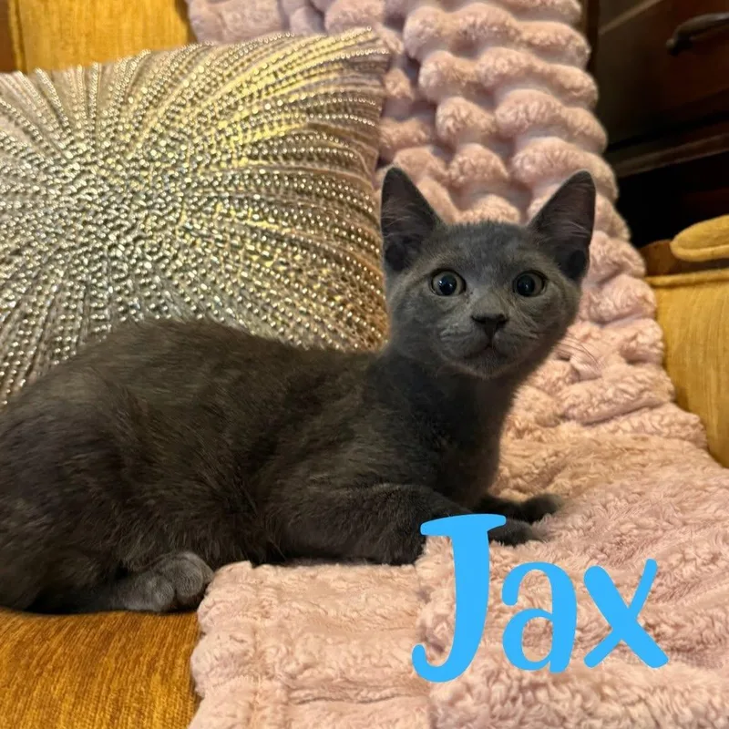 Jax thumbnail 3