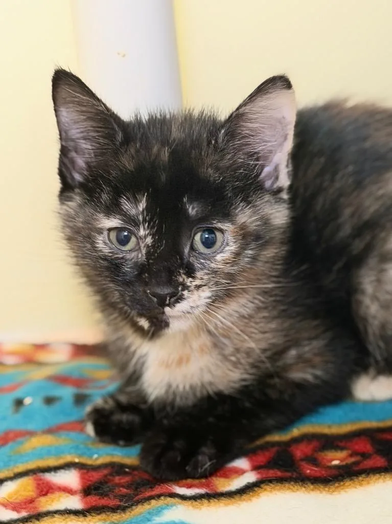 A baby medium-sized female Domestic Short Hair cat named Mrs. Potts for adoption in Menomonie, WI