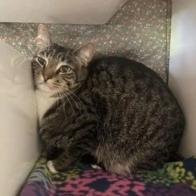 A young medium-sized female Tabby (Brown / Chocolate) Domestic Short Hair cat named Strawberry for adoption in Bellingham, WA