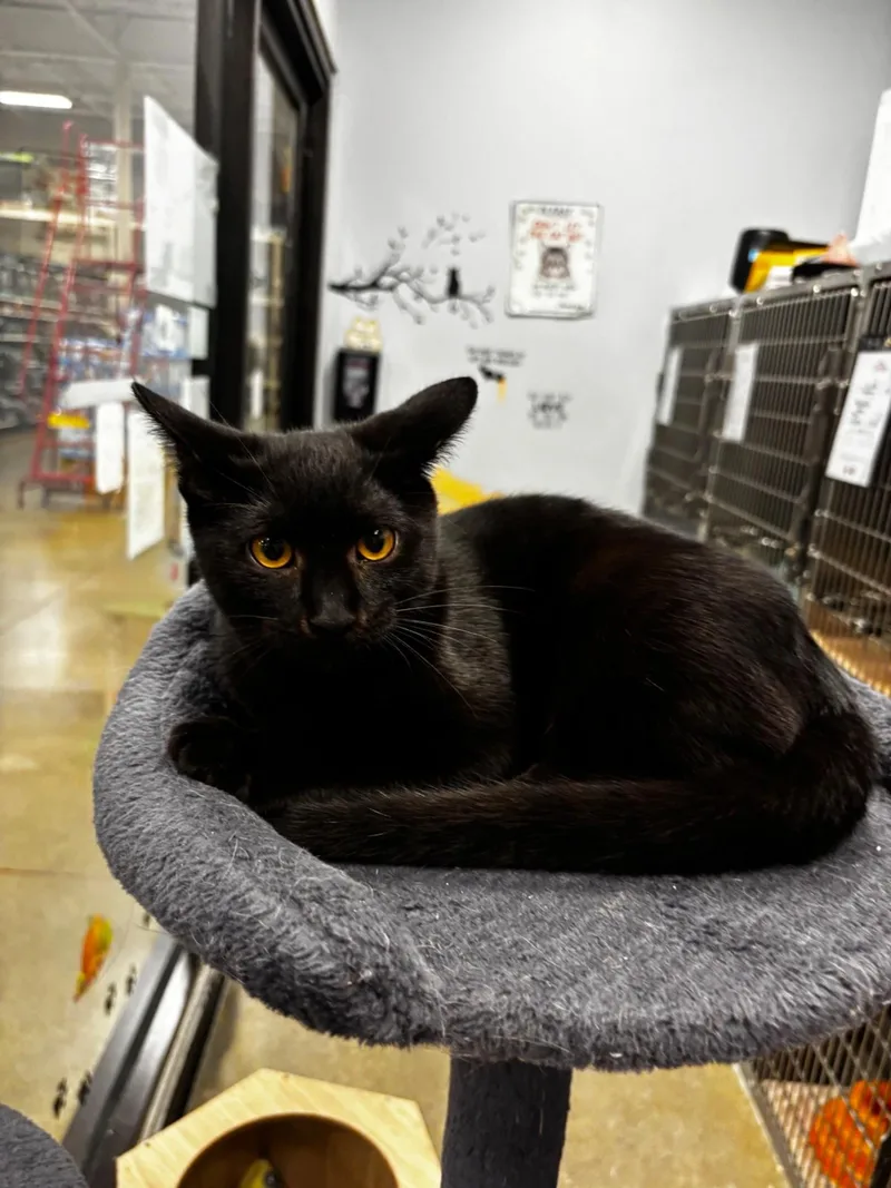 A baby medium-sized male Black Domestic Short Hair cat named Ziggy Stardust for adoption in Maple Shade, NJ