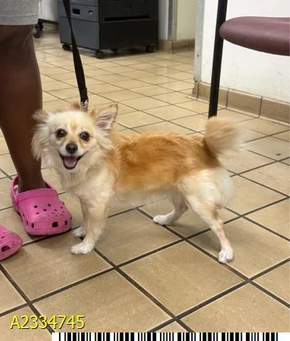 An adult small-sized female Mixed Breed dog named Vee for adoption in West Palm Beach, FL
