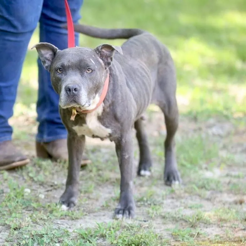 An adult medium-sized female Gray / Blue / Silver Mixed Breed dog named Rue for adoption in Long Island City, NY