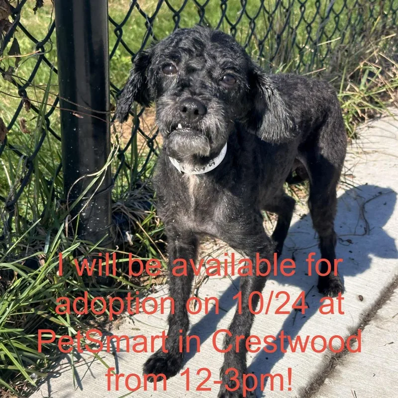 An adult small-sized male Mixed Breed dog named Raven for adoption in Matteson, IL