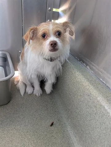 A young small-sized female Terrier dog named Jessica Gallegos for adoption in San Martin, CA
