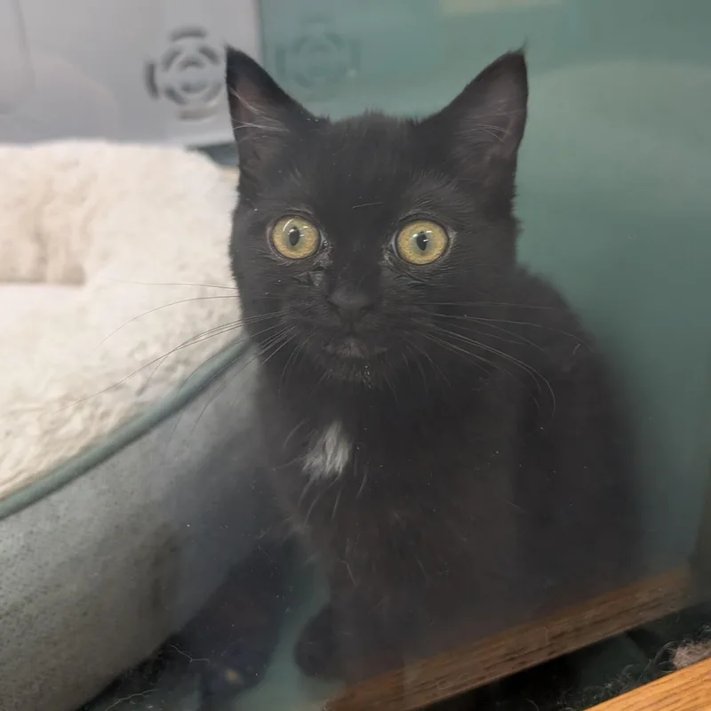 A young medium-sized female Black Domestic Short Hair cat named Lunar for adoption in Suffolk, VA