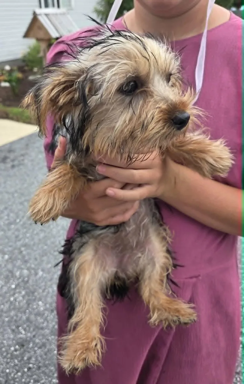 A baby small-sized female Yorkshire Terrier dog named All Star Marshie for adoption in Havertown, PA