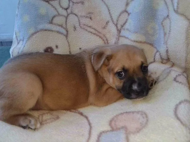 A baby medium-sized male Boxer dog named A for adoption in Baldwin Park, CA