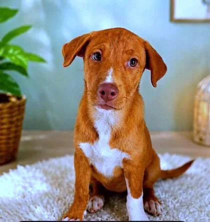 A baby medium-sized female Labrador Retriever dog named Tuki for adoption in Washington, DC