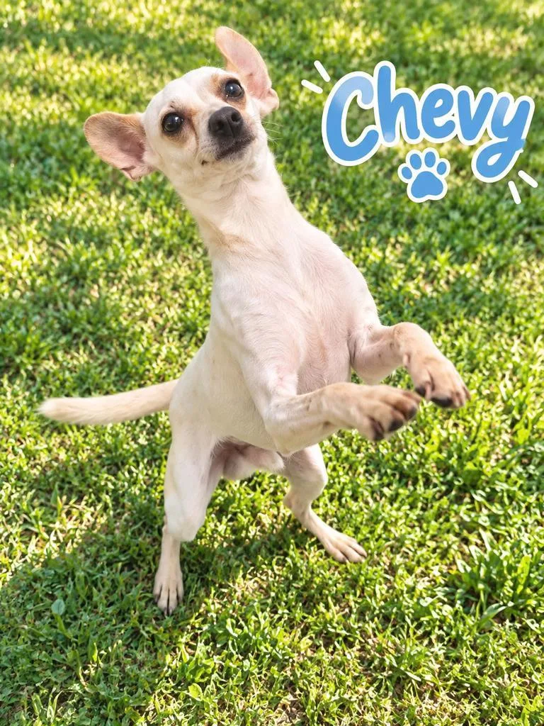 An adult medium-sized male Chihuahua dog named Chevy for adoption in Livingston, LA