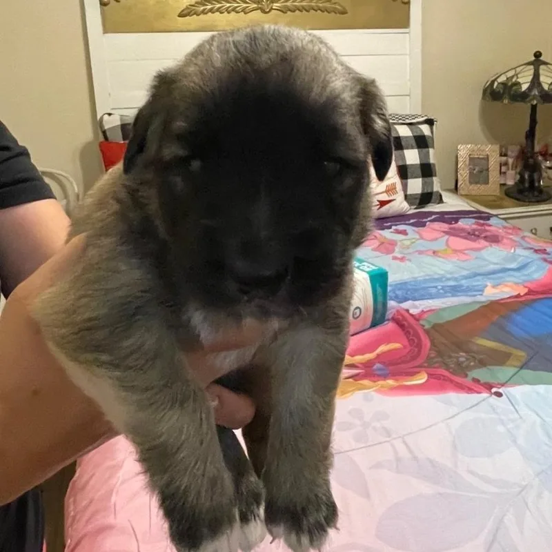 A baby medium-sized male Brown / Chocolate Australian Kelpie dog named Falcon for adoption in Brentwood, CA