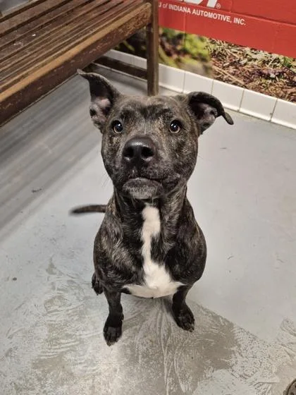 An adult medium-sized male Black Pit Bull Terrier dog named Odie for adoption in Lafayette, IN
