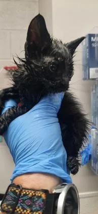 A baby small-sized male Domestic Short Hair cat named Yellow Band for adoption in Gastonia, NC
