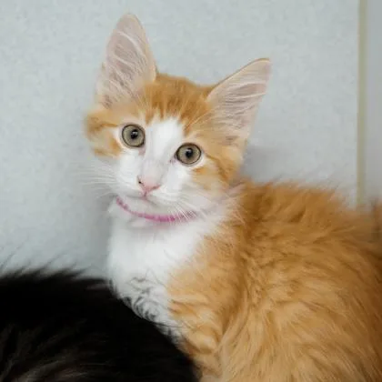 A baby small-sized male Orange / Red Domestic Short Hair cat named Foxy for adoption in Atlanta, GA