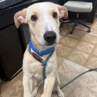 A baby medium-sized male Pit Bull Terrier dog named Rooster for adoption in Worcester, MA