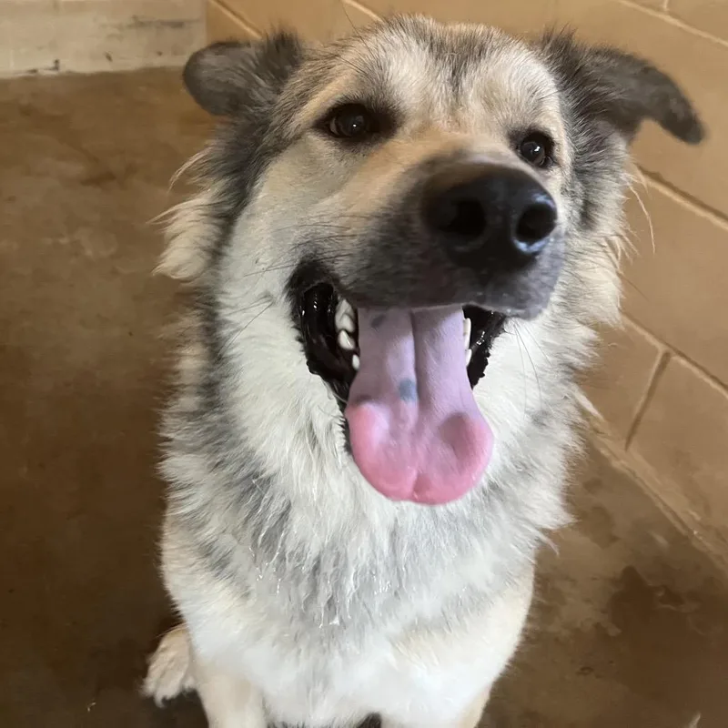An adult large-sized male Brown / Chocolate Shepherd dog named Dipsy for adoption in Edinburg, TX