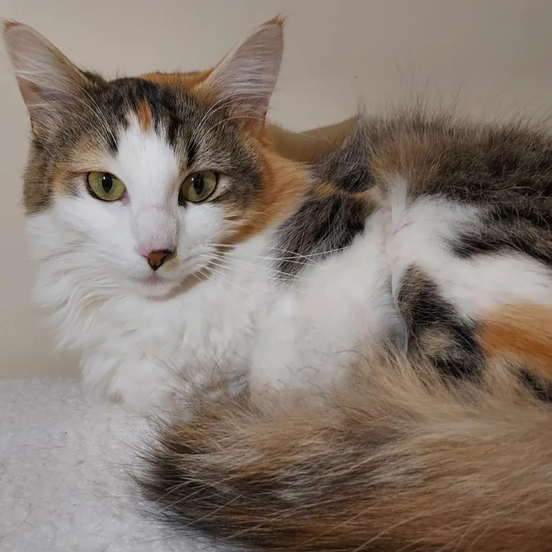 A young medium-sized female Brown / Chocolate Domestic Medium Hair cat named Jelly Bean for adoption in Dayton, OH