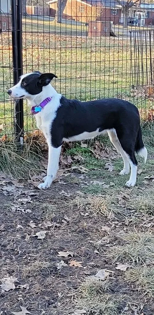 A young medium-sized female Border Collie dog named Sara Lynn for adoption in Indianapolis, IN