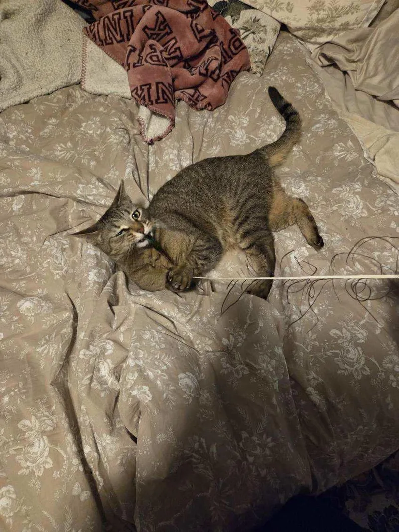 A young medium-sized female Domestic Short Hair cat named Rockette for adoption in Melrose, MA