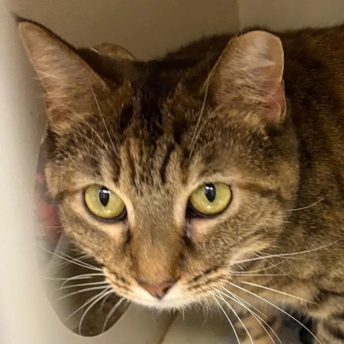 An adult large-sized female Brown / Chocolate Domestic Short Hair cat named Randi for adoption in Chicago, IL