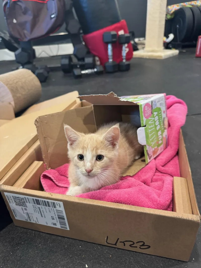A baby medium-sized male Orange / Red Tabby cat named Rigby for adoption in Woodinville, WA