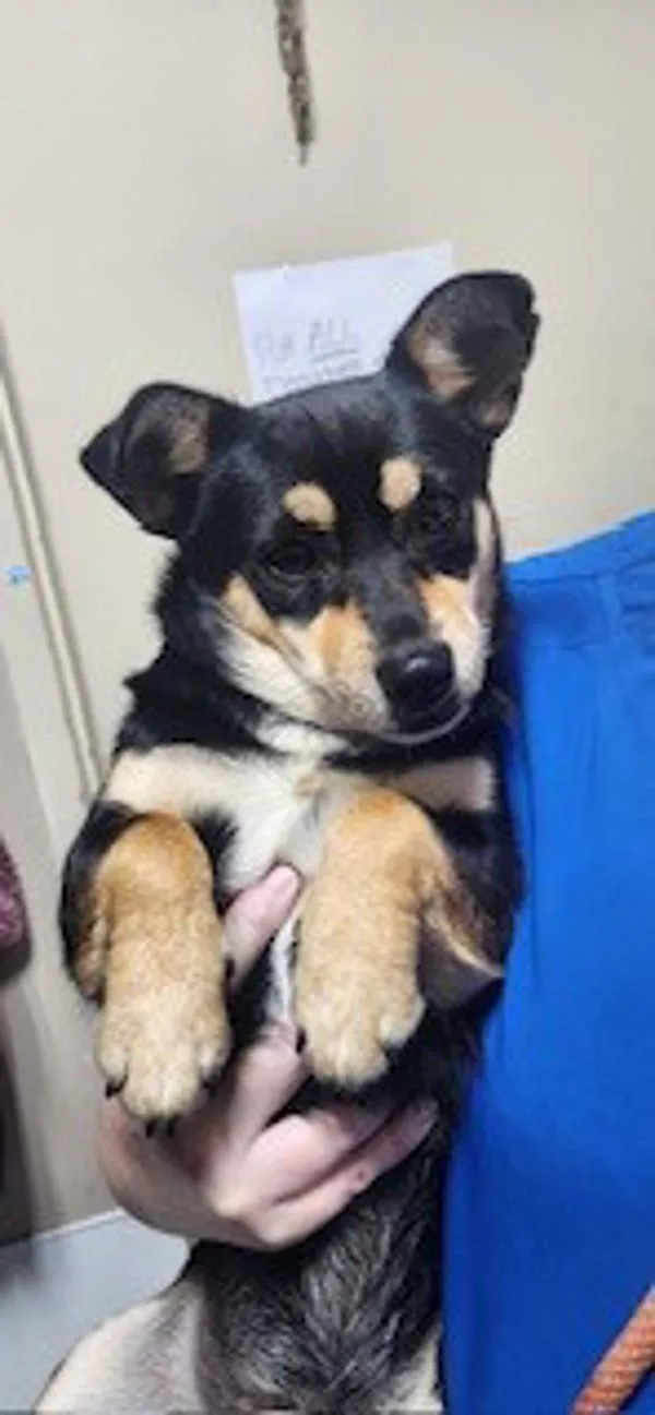 An adult small-sized male Terrier dog named A Alfred for adoption in Dallas, GA