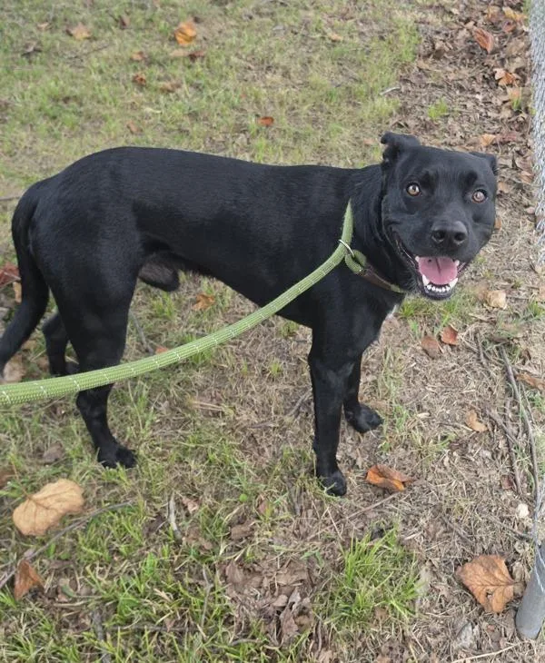 An adult medium-sized male Labrador Retriever dog named Benji for adoption in Cleveland, TN