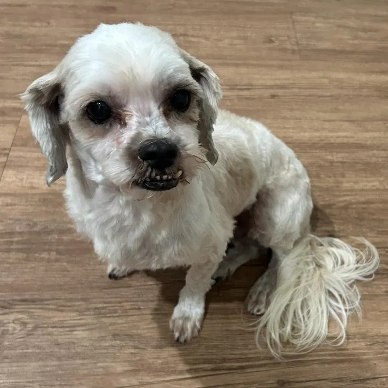 Kingman Jax thumbnail 2