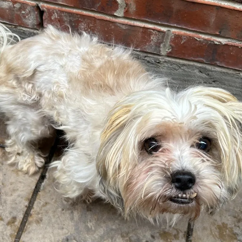 Kingman Jax thumbnail 3