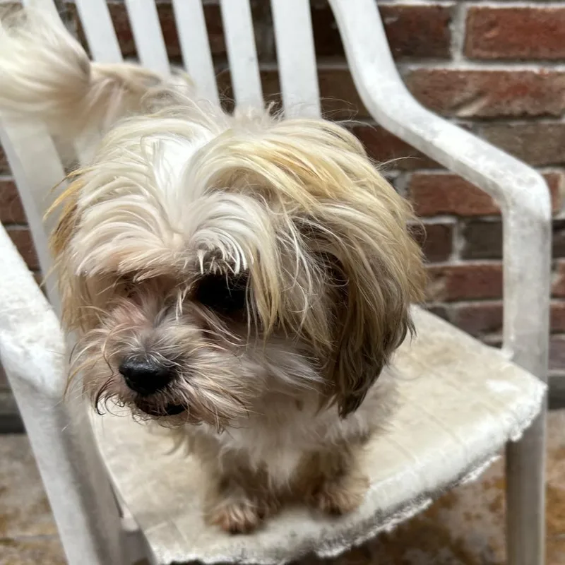 Kingman Jax thumbnail 4