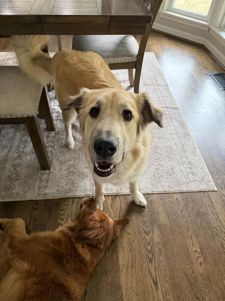 An adult large-sized female Golden Retriever dog named Tonya for adoption in Aurora, IN