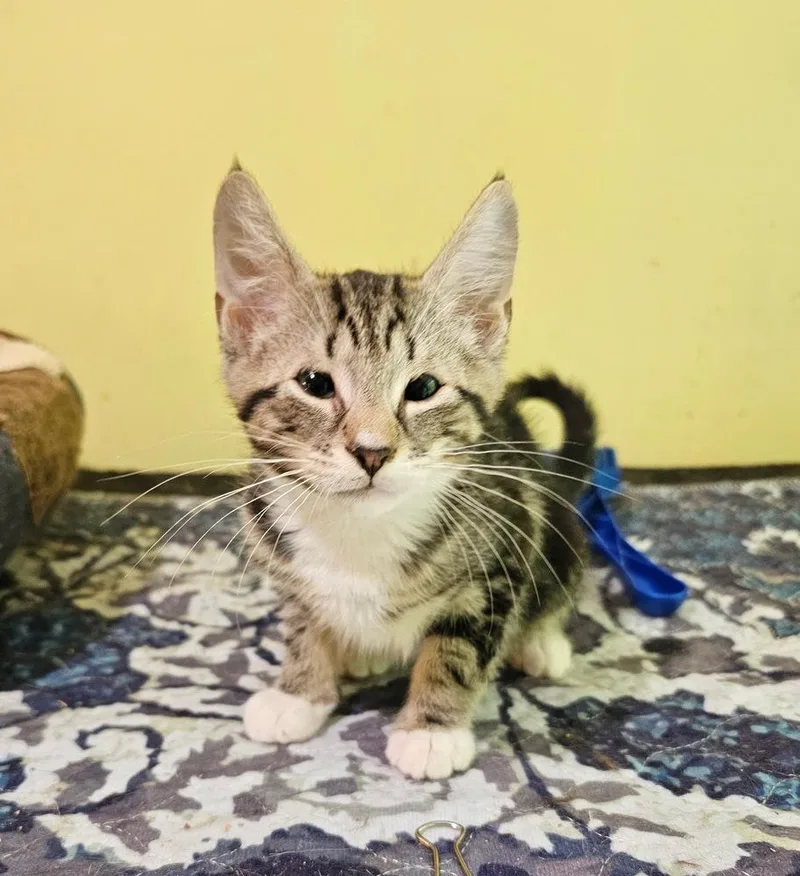 A baby small-sized male Gray / Blue / Silver Domestic Short Hair cat named Yoda for adoption in Greensboro, NC