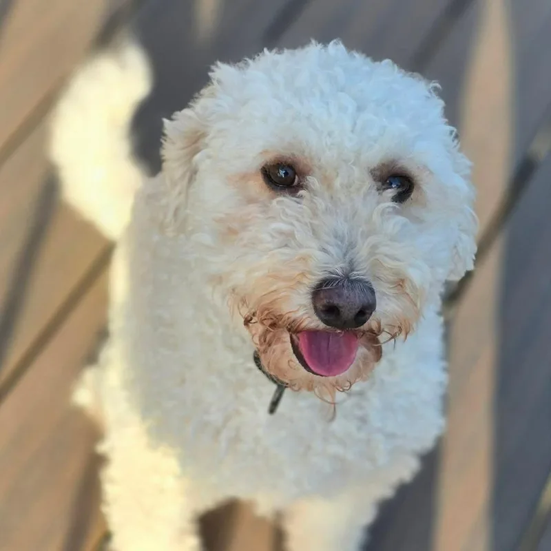 An adult small-sized male Yellow / Tan / Blond / Fawn Miniature Poodle dog named Max for adoption in Olathe, KS