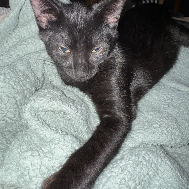 A baby medium-sized male Black Domestic Short Hair cat named Mr Sir for adoption in Jacksonville, FL