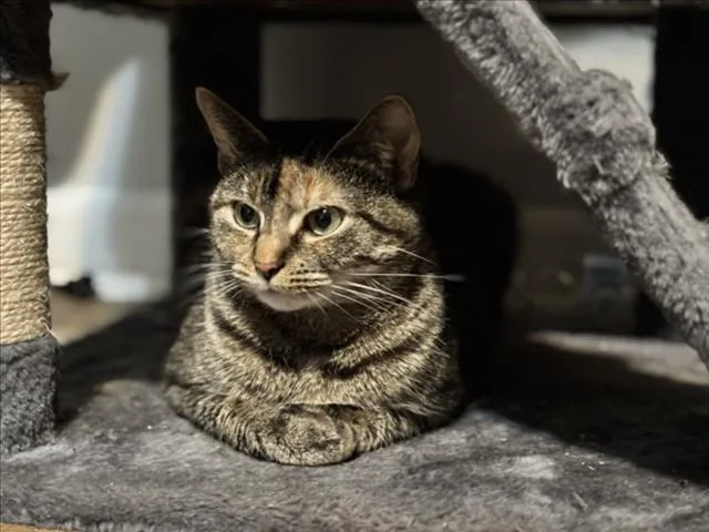 An adult medium-sized female Domestic Short Hair cat named Mochi for adoption in Derwood, MD