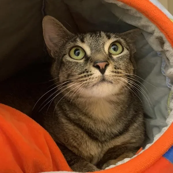 A young medium-sized female Domestic Short Hair cat named Ferry for adoption in Silverdale, WA