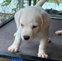 A baby medium-sized male Mixed Breed dog named Spiffy for adoption in West Chester, PA