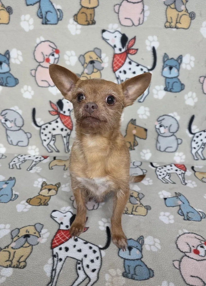 An adult small-sized male Yellow / Tan / Blond / Fawn Chihuahua dog named Clyde for adoption in Dallas, GA
